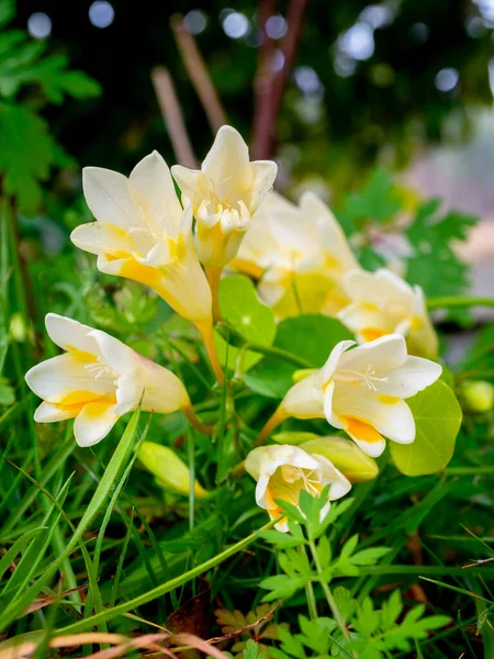 Selektivt Fokus Vita Freesia Blommor Trädgård Med Suddig Bakgrund Royaltyfria Stockfoton