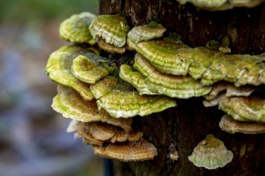 selective focus of a Coriolus versicolor or Polyporus versicolor (Trametes versicolor) on a trunk in the woods with blurred background clipart