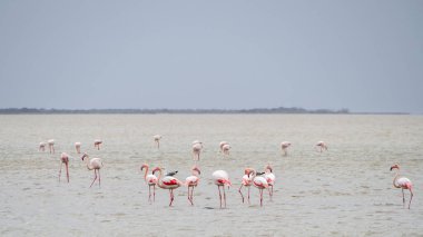 group of greater flamingos (Phoenicopterus roseus) at Camargue Regional Nature Park (France) clipart