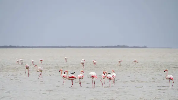 Grupp Större Flamingos Phoenicopterus Roseus Camargue Regional Nature Park Frankrike Royaltyfria Stockbilder