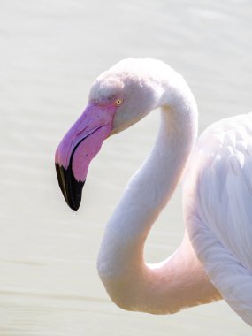 Daha büyük bir flamingonun portresi (Phoenicopterus roseus)