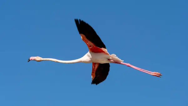 Större Flamingo Phoenicopterus Roseus Som Flyger Till Camargue Provence Frankrike Royaltyfria Stockfoton