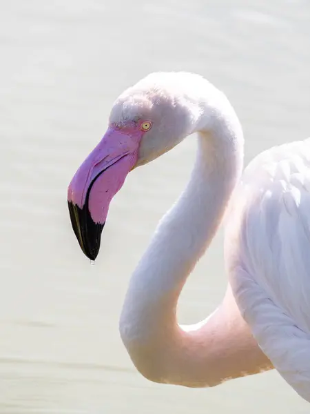 Porträtt Större Flamingo Phoenicopterus Roseus Royaltyfria Stockbilder