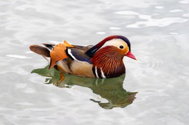 Erkek mandarin ördeği (Aix galericulata) bir gölde yüzüyor