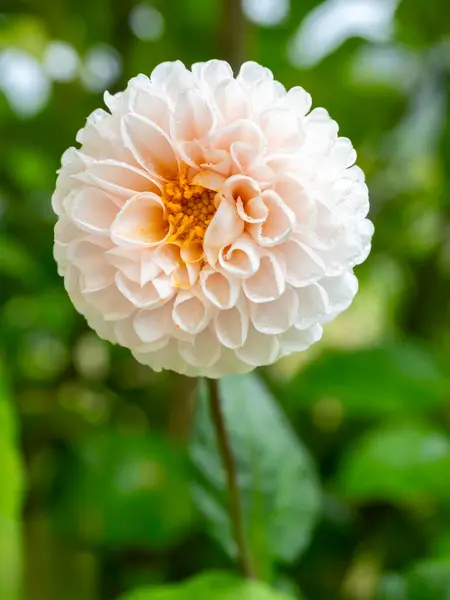 stock image peach-orange pompom dahlia flower isolated in a garden with blurred background