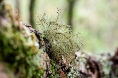 Ormandaki bulanık arkaplanı olan bir sandıktaki usnea barbata liken seçici odağı