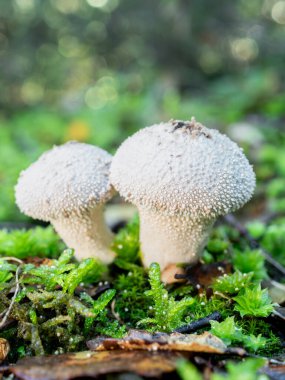 Lycoperdon perlatum puffball mantarları bulanık arka planı olan bir ormanda