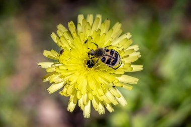 Trichius gallicus 'un dişi devedikeni çiçeğine yakın bir makro.