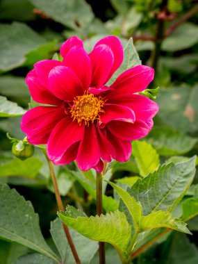 Narin taç yaprakları ve yeşil yapraklarla çevrili sarı yaprakları olan mor bir yıldız çiçeğinin yakın çekimi.