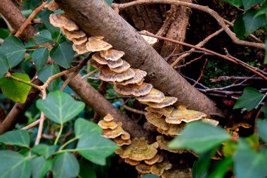selective focus of a Coriolus versicolor or Polyporus versicolor (Trametes versicolor) on a trunk in the woods with blurred background clipart