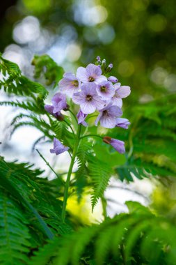 Cuckoo çiçeğinin (Cardamine pratensis) yemyeşil eğrelti otları ve bokeh açık arkaplan ile çevrelenmiş çiçeğinin yakın çekimi