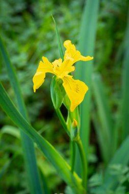 Canlı sarı bir çiçeğe (Iris Pseudacorus) yakın plan yeşil yapraklı bulanık arkaplanlı