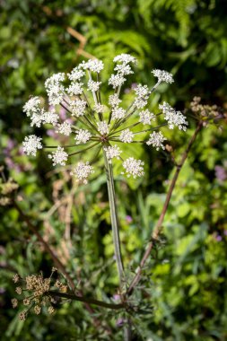 Heracleum Sfendylium 'a yakın, aynı zamanda yaban domuzu olarak da bilinir, canlı yeşil arka planda güneşli bir kır çayırında çiçek açar.