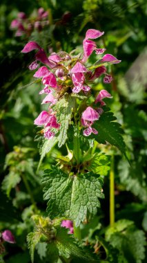 parlak mor, ölü ısırgan otu çiçeklerinin (Lamium purpureum) seçici odağı bulanık arkaplanlı, güneşli bir bahçede çiçek açıyor
