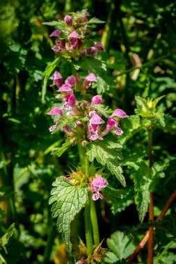 parlak mor, ölü ısırgan otu çiçeklerinin (Lamium purpureum) seçici odağı bulanık arkaplanlı, güneşli bir bahçede çiçek açıyor