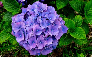 Mor Hydrangea veya hortensiya çiçeklerinin ayrıntıları (Hydrangea Macrophylla)
