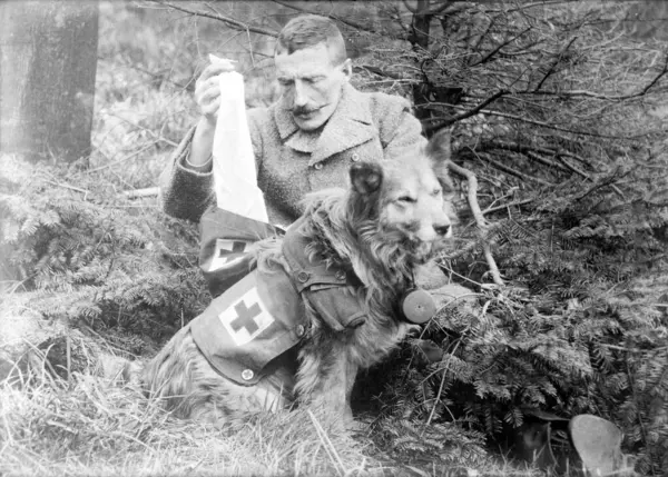1915年頃のヨーロッパでは 負傷した兵士が赤十字の犬に助けられています 復元された写真 第一次世界大戦中に犬から包帯を得る男 イギリスの犬のキット 葉と木の間に横たわっている人 黒と白 100 — ストック写真