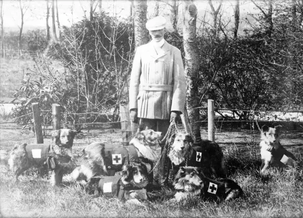 ヨーロッパは1915年頃 第一次世界大戦中に訓練を受けた犬を飼っていた 復元された写真 エドウィン リチャードソン大佐とイギリスの赤十字犬 葉と木の間に 100年以上のオリジナル写真 — ストック写真
