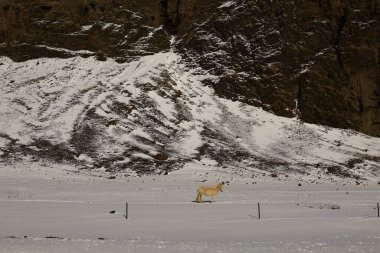 İzlanda 'nın güney kıyısındaki Vik i Myrdal' ın yanındaki bir dağa bak.