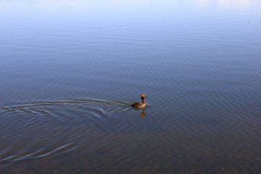 Myvatn, İzlanda 'nın kuzeyinde, Krafla volkanı yakınlarında aktif bir volkanik bölgede bulunan sığ bir göldür.