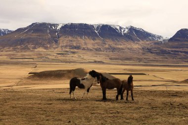 İzlanda 'nın Norourland eystra bölgesindeki atlara bakın.