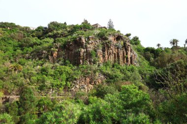 Jardin Botanico Canario Viera y Clavijo 'daki bitkilere bakın. Kanarya Adaları' nın Kanarya Adaları 'ndaki botanik bahçesinin tam adı..