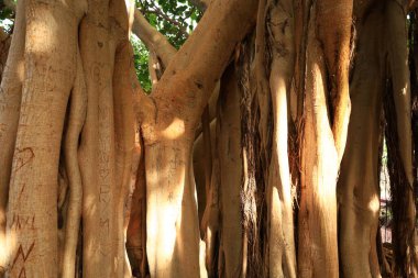 Jardin Botanico Canario Viera y Clavijo 'daki bitkilere bakın. Kanarya Adaları' nın Kanarya Adaları 'ndaki botanik bahçesinin tam adı..