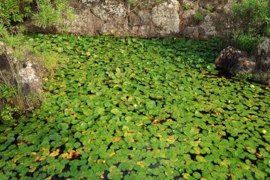 Jardin Botanico Canario Viera y Clavijo 'daki bitkilere bakın. Kanarya Adaları' nın Kanarya Adaları 'ndaki botanik bahçesinin tam adı..