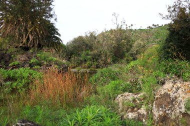 Jardin Botanico Canario Viera y Clavijo 'daki bitkilere bakın. Kanarya Adaları' nın Kanarya Adaları 'ndaki botanik bahçesinin tam adı..