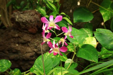 Jardin Botanico Canario Viera y Clavijo 'daki bitkilere bakın. Kanarya Adaları' nın Kanarya Adaları 'ndaki botanik bahçesinin tam adı..