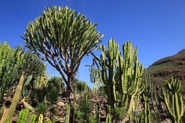 Jardin Botanico Canario Viera y Clavijo 'daki bitkilere bakın. Kanarya Adaları' nın Kanarya Adaları 'ndaki botanik bahçesinin tam adı..