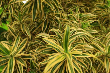 Jardin Botanico Canario Viera y Clavijo 'daki bitkilere bakın. Kanarya Adaları' nın Kanarya Adaları 'ndaki botanik bahçesinin tam adı..
