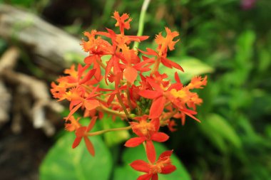 Jardin Botanico Canario Viera y Clavijo 'daki bitkilere bakın. Kanarya Adaları' nın Kanarya Adaları 'ndaki botanik bahçesinin tam adı..