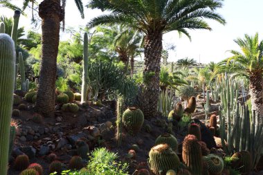 Kaktüs manzaralı kaktüs parkı La Aldea de San Nicols 'de 15.000 metrekarelik bir alan, Gran Canaria' nın batısında.,