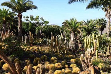 Kaktüs manzaralı kaktüs parkı La Aldea de San Nicols 'de 15.000 metrekarelik bir alan, Gran Canaria' nın batısında.,