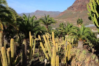 Kaktüs manzaralı kaktüs parkı La Aldea de San Nicols 'de 15.000 metrekarelik bir alan, Gran Canaria' nın batısında.,