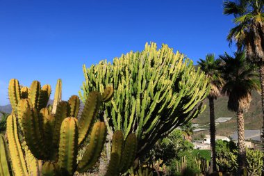 Kaktüs manzaralı kaktüs parkı La Aldea de San Nicols 'de 15.000 metrekarelik bir alan, Gran Canaria' nın batısında.,