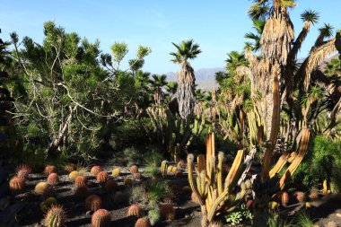 Kaktüs manzaralı kaktüs parkı La Aldea de San Nicols 'de 15.000 metrekarelik bir alan, Gran Canaria' nın batısında.,