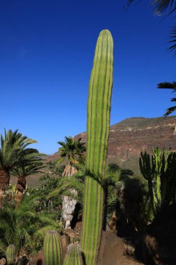 Kaktüs manzaralı kaktüs parkı La Aldea de San Nicols 'de 15.000 metrekarelik bir alan, Gran Canaria' nın batısında.,