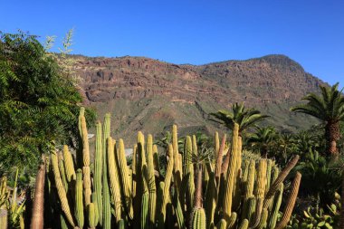 Kaktüs manzaralı kaktüs parkı La Aldea de San Nicols 'de 15.000 metrekarelik bir alan, Gran Canaria' nın batısında.,