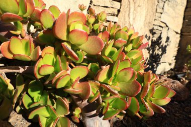 Kaktüs manzaralı kaktüs parkı La Aldea de San Nicols 'de 15.000 metrekarelik bir alan, Gran Canaria' nın batısında.,