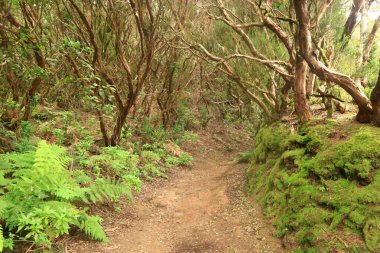 Anaga Kırsal Parkı, Tenerife adasının Anaga Massif bölgesinde korunan doğal bir alandır.