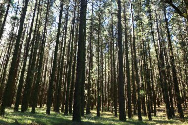 Anaga Kırsal Parkı, Tenerife adasının Anaga Massif bölgesinde korunan doğal bir alandır.