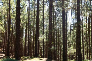 Anaga Kırsal Parkı, Tenerife adasının Anaga Massif bölgesinde korunan doğal bir alandır.