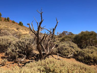 Teide Ulusal Parkı, İspanya 'nın Kanarya Adaları' nın Tenerife kentinde bulunan ulusal park.