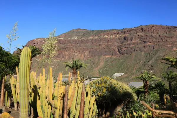 Kaktüs manzaralı kaktüs parkı La Aldea de San Nicols 'de 15.000 metrekarelik bir alan, Gran Canaria' nın batısında.,