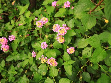 Guimar piramitlerinin bahçesindeki bitkilerin görüntüsü Tenerife adasının doğu kıyısındaki Guimar köyünde yer almaktadır.