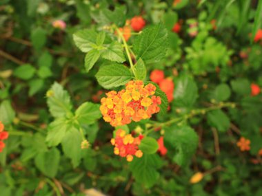 Guimar piramitlerinin bahçesindeki bitkilerin görüntüsü Tenerife adasının doğu kıyısındaki Guimar köyünde yer almaktadır.