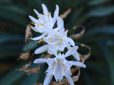 Guimar piramitlerinin bahçesindeki bitkilerin görüntüsü Tenerife adasının doğu kıyısındaki Guimar köyünde yer almaktadır.