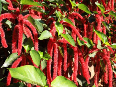 Santa Cruz de Tenerife Palmetumu 120.000 metrelik bir botanik bahçesidir. 